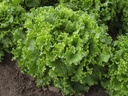 Lettuce BERGAMS organic primed pelleted (Vit) green leaf (100 000/pk)