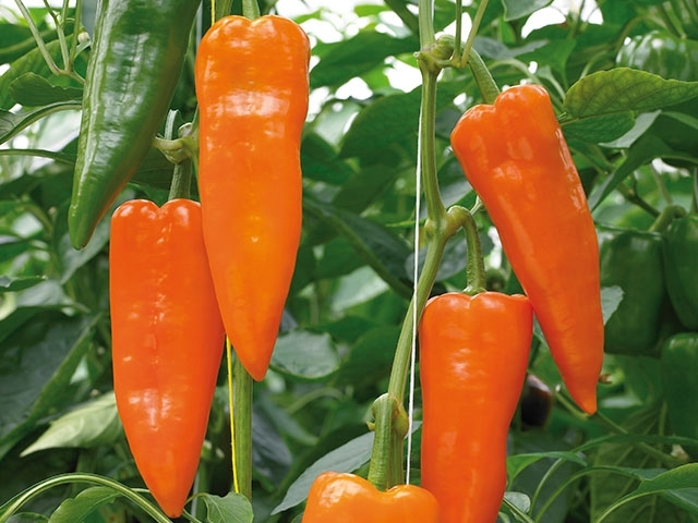 Sweet pepper ORANOS organic (Vit) conical orange (1000/pk)
