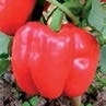 Sweet pepper OLYMPUS untreated (Enza) red square (500/pk)