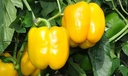 Sweet pepper DICAPRIO (Vit) yellow square (500/pk)
