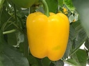 Sweet pepper SABOUR (Vit) yellow square (500/pk)