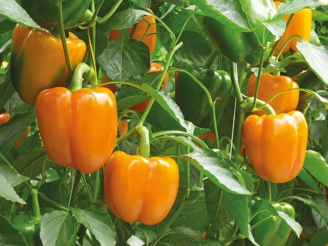 Sweet pepper ORBIT organic (Vit) blocky orange (500/pk)