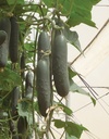 Cucumber ALCAZAR organic (Vit) slicing (100/pk)