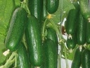 Cucumber PICOLINO organic (Vit) mini (1000/pk)