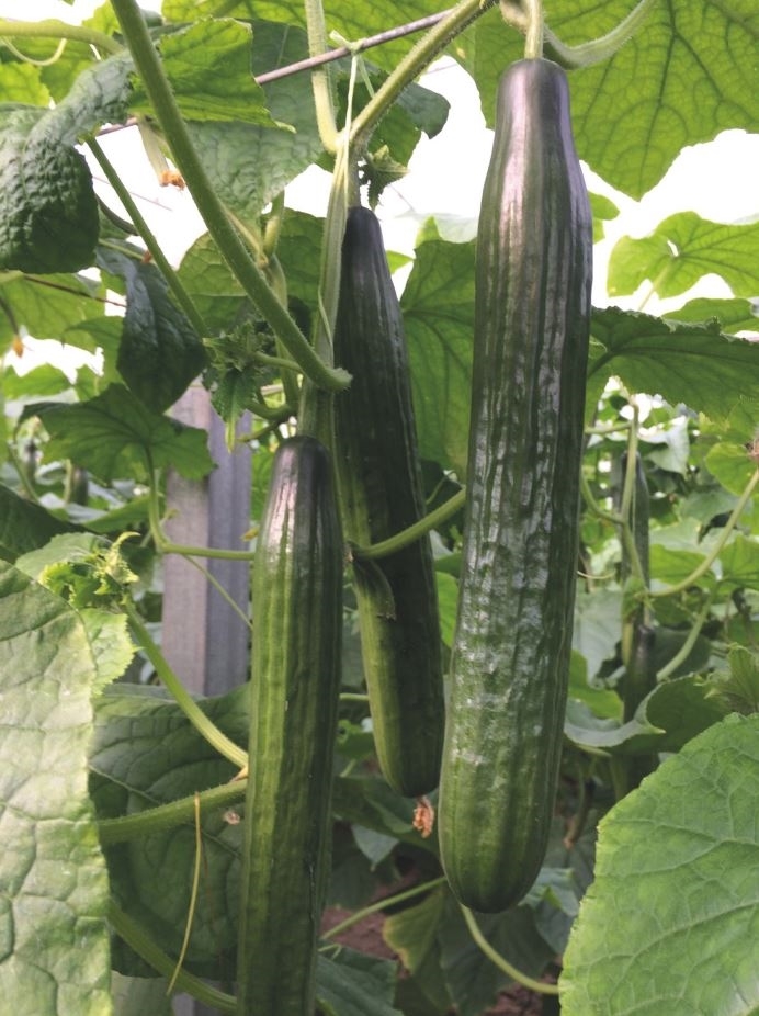 Cucumber PONIENTE untreated (Enza) long (500/pk)