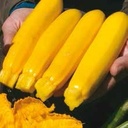 courgette-yellowfin-biologique