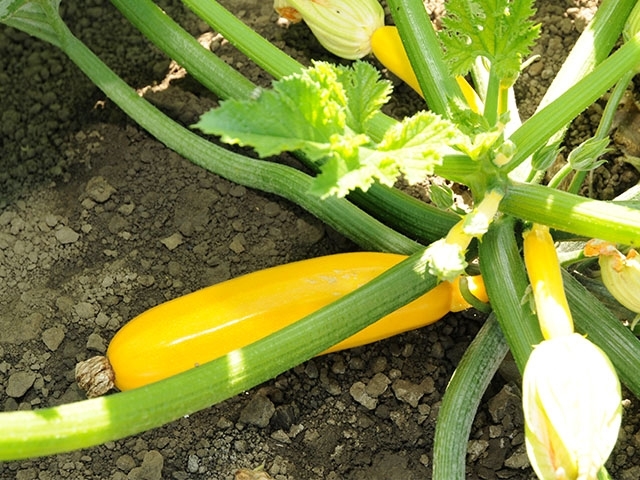 courgette-yellowfin-biologique