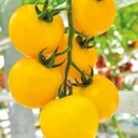 tomate-mimosa-dj129-non-traitee
