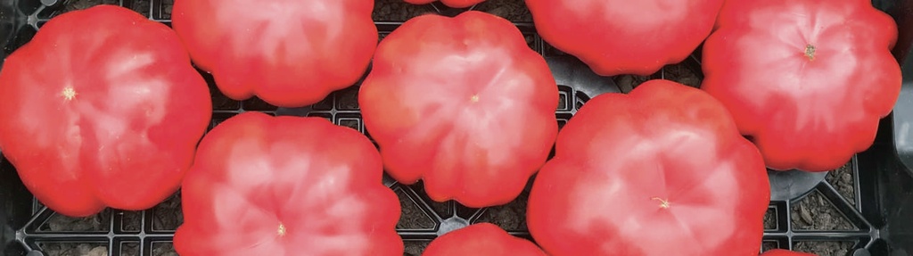 Sem. Tomate MARSALATO Bio (Vit) heirloom / marmande rouge