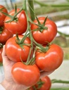Sem. Tomate LANCASTER ('G544') N-T (Gaut) grappe rouge