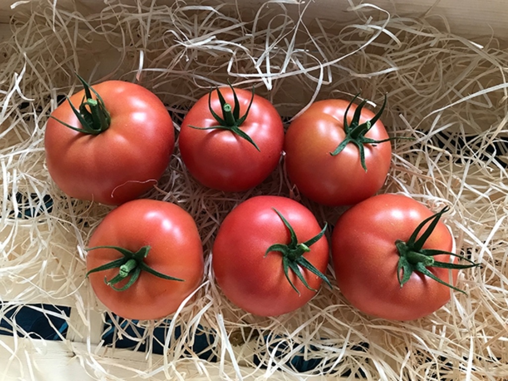 tomate-rose-enroza-non-traitee