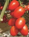 tomate-granadero-non-traitee