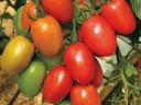 tomate-granadero-non-traitee