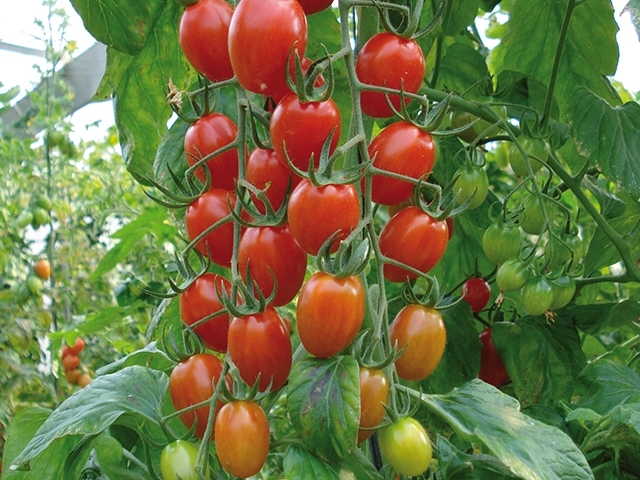 tomate-montesino-biologique