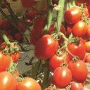 tomate-paipai-biologique