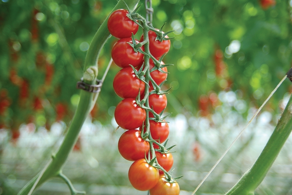tomate-sakura-biologique
