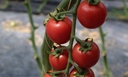 tomate-sakura-biologique