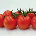 tomate-tankini-k4-non-traitee