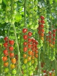Sem. Tomate GARINCHA N-T (Enza) raisin rouge (1000/pqt)