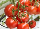Sem. Tomate MAXEZA N-T (Enza) grappe rouge (1000/pqt)
