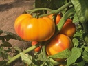 Tomato GINFIZ organic (Vit) german striped heirloom / marmande (1000/pk)