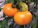 Tomato MAITAI organic (Vit) yellow with red blush heirloom / marmande (1000/pk)