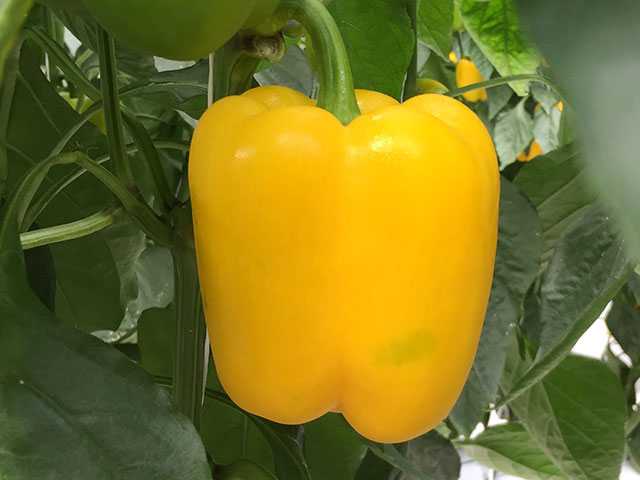 Sweet pepper SABOUR (Vit) yellow square (1000/pk)