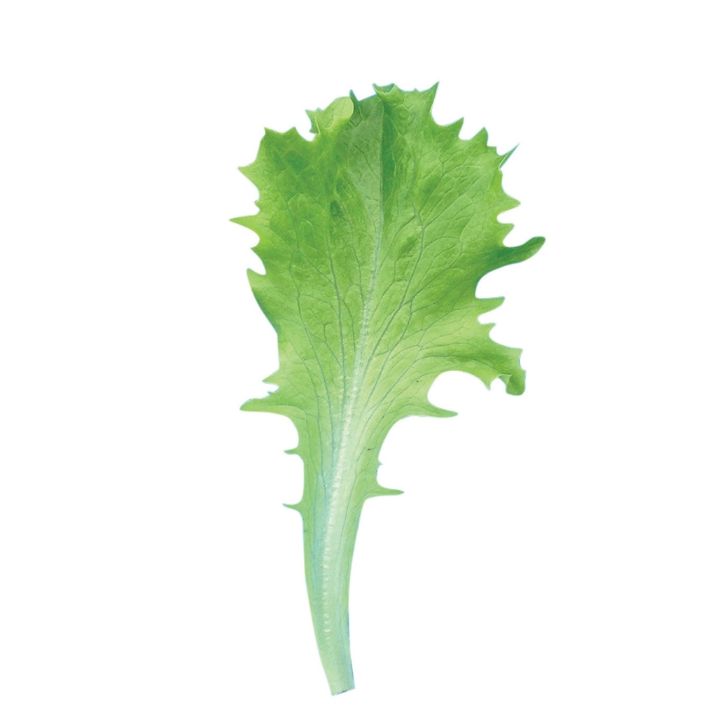 Lettuce CELINET organic (Vit) babyleaf green