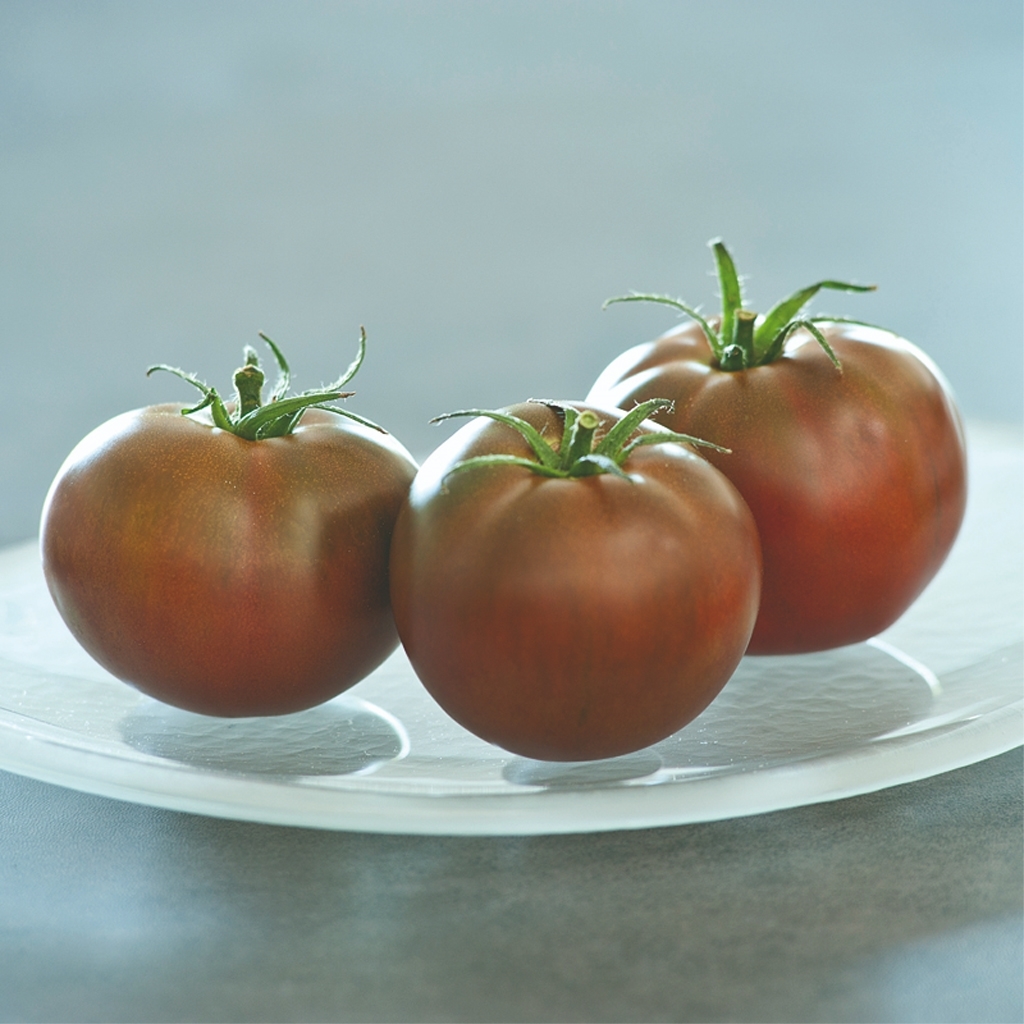 Sem. Tomate EBENO N-T (Gaut) grappe noir chocolat (100/pqt)