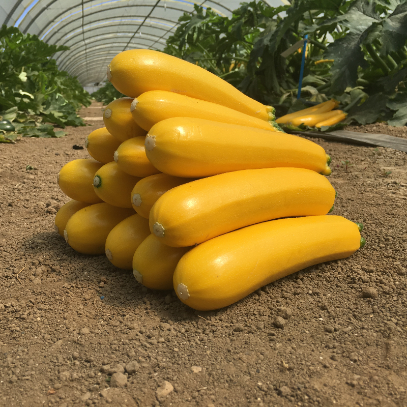 Courgette LINGODOR Bio (Gaut) zucchini jaune 