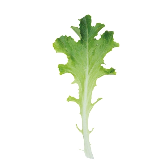 Lettuce CLEARWATER organic (Vit) babyleaf green babyleaf oak leaf green (1 MLN/pk)