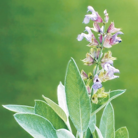 Salvia FANNI orgánico (Vit) (1 MLN/pqt