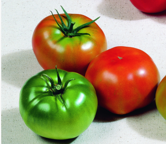 ​​Tomato GORDAL N-T (Gaut) round red (100/pk)