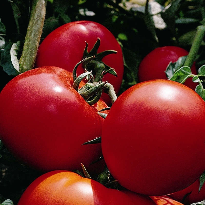 ​​Tomato MORANE N-T (Gaut) round red (100/pk)