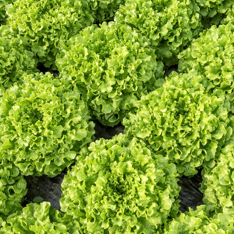 Lettuce HAPPI untreated pelleted (Gaut) Batavia green (1000/pk)