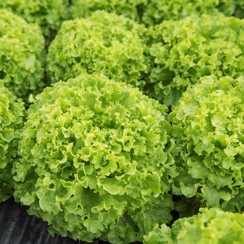 Lettuce IMANIS untreated pelleted (Gaut) Batavia green (1000/pk)
