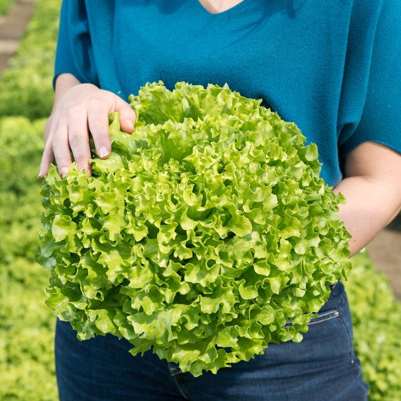 Lettuce KERILIS organic pelleted (Gaut) Batavia green (1000/pk)