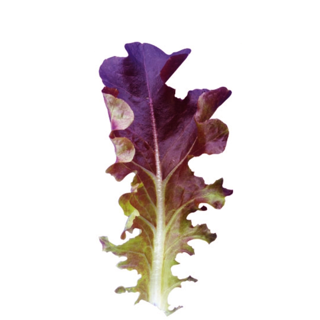 Lettuce CAVENDISH N-T (Enza) babyleaf oak leaf green