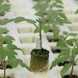 Tomato FORTAMINO untreated primed pelleted (Enza) rootstock (1000/pk)