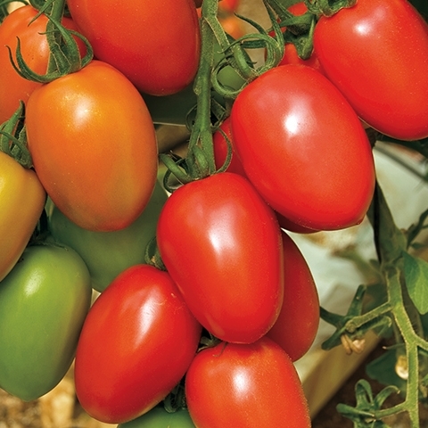 Tomate GRANADERO orgánico (Vit) italiano rojo (1000/pk)
