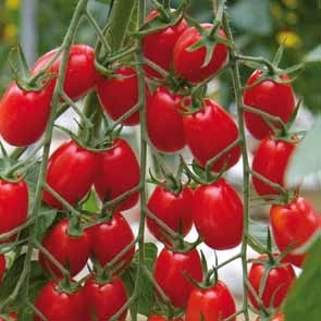 Tomate GARINCHA sin tratar (Enza) rojo grape (1000/pk)