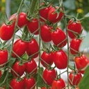​​Tomato GARINCHA untreated (Enza) red grape (1000/pk)