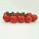 Tomate TANKINI (K4) N-T (Gaut) cocktail rouge 