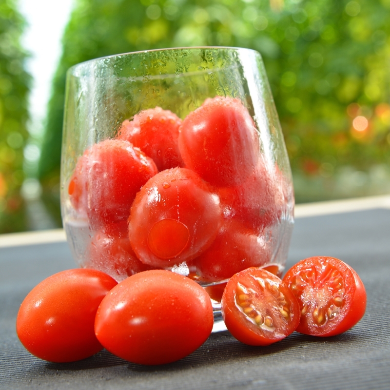 Tomato APETICIO untreated (Gaut) cherry red (100/pk)