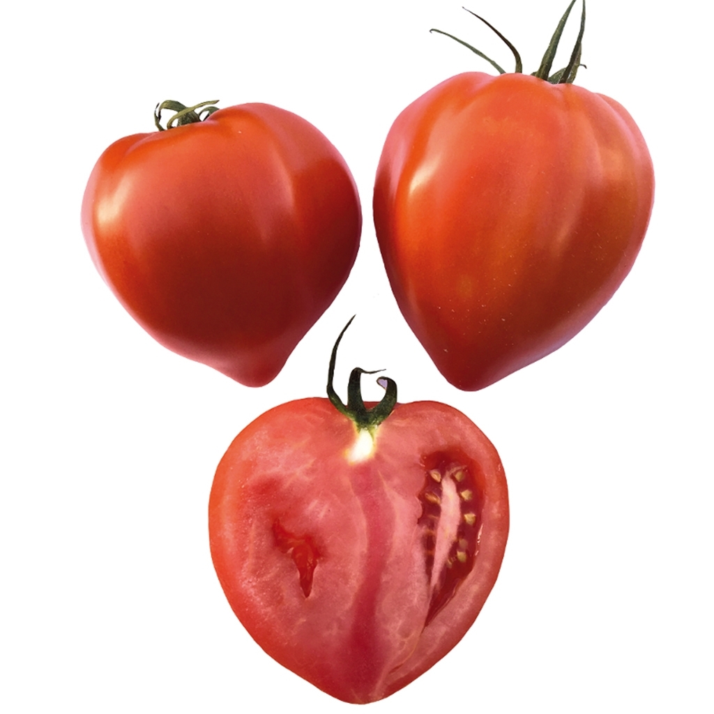 Sem. Tomate CORDELIS N-T (Gaut) spécialité coeur rouge (100/pqt)