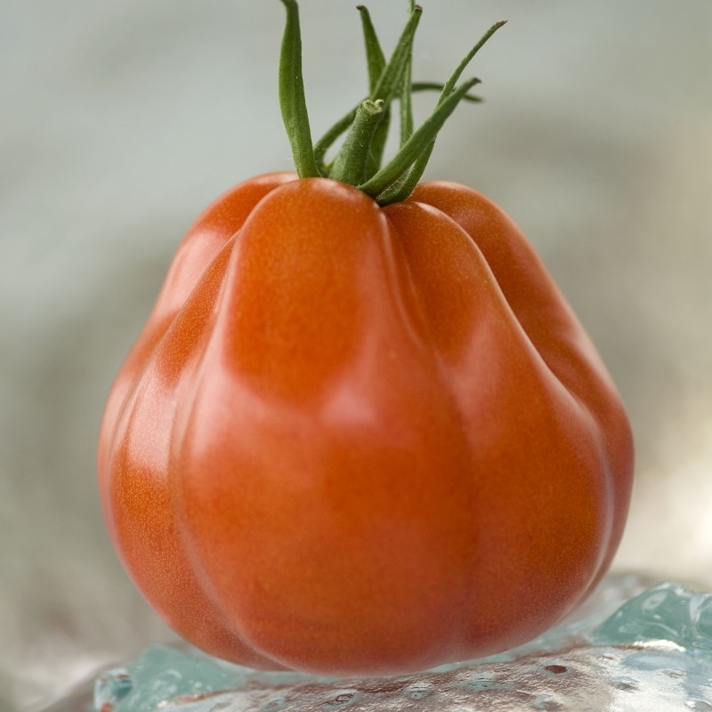 Sem. Tomate BORSALINA N-T (Gaut) spécialité poire rouge (100/pqt)