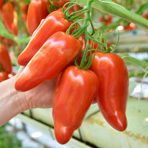 Sem. Tomate LICORNA ('DC577') N-T (Gaut) cornue des Andes rouge (100/pqt)