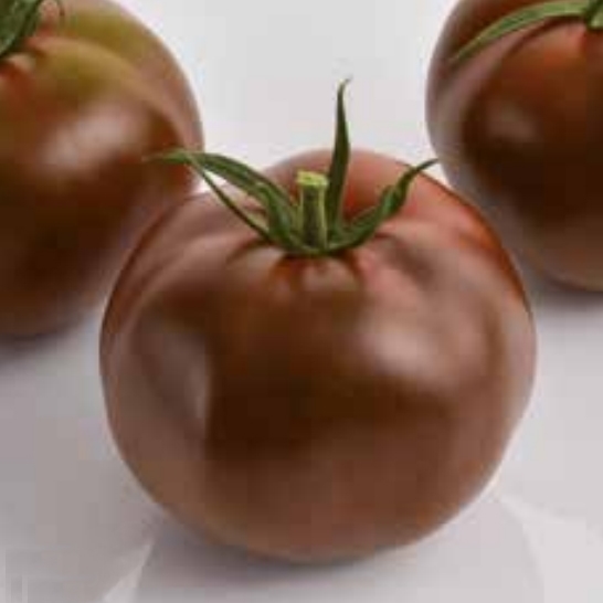Sem. Tomate KAKAO N-T (Gaut) ronde noir chocolat (100/pqt)