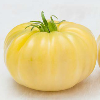 Tomate MARVORI (DJ549) sin tratar (Gaut) marmande pale amarillo (100/pk)