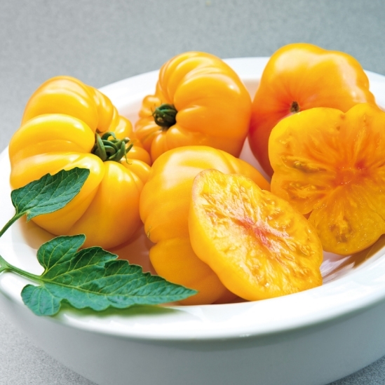 Tomate MARGOLD N-T (Gaut) marmande jaune 